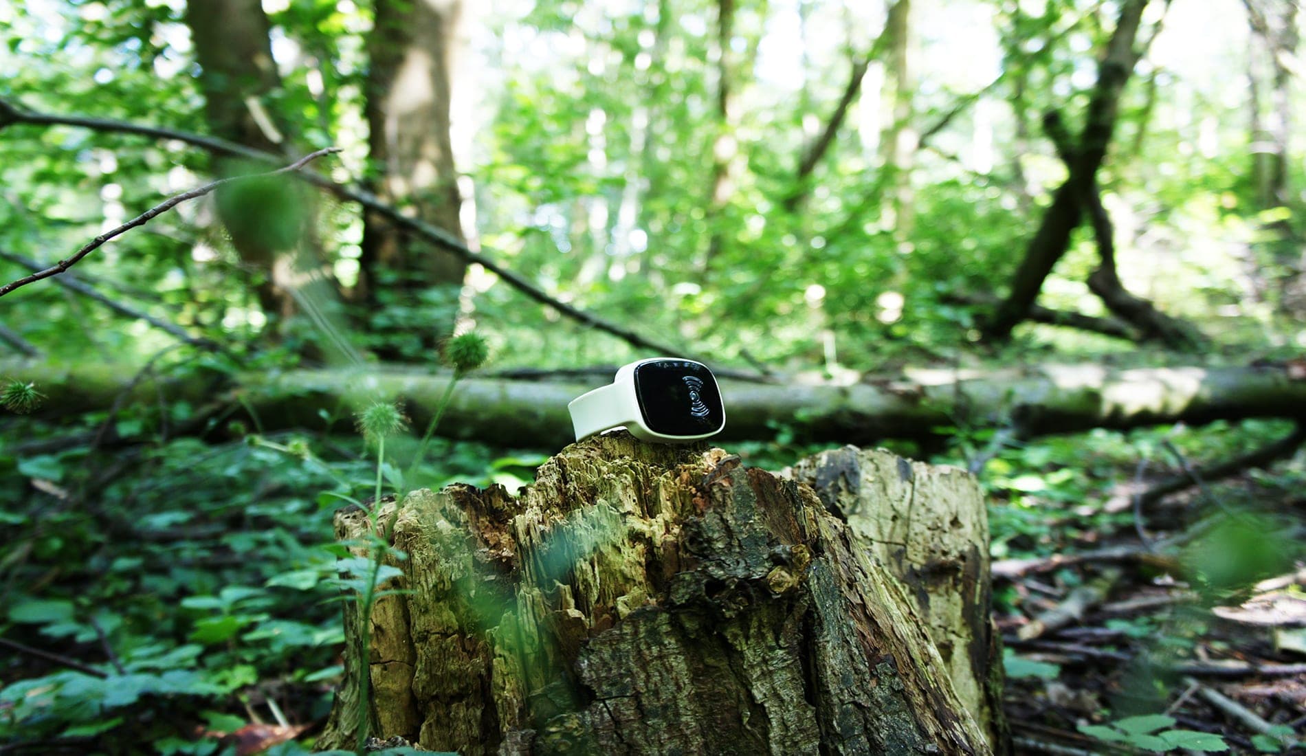 TM-Alert ruht auf einem moosbewachsenen Baumstumpf in einem Wald